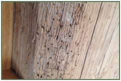 Advance Property Preservation | Timber Infestation Services in London